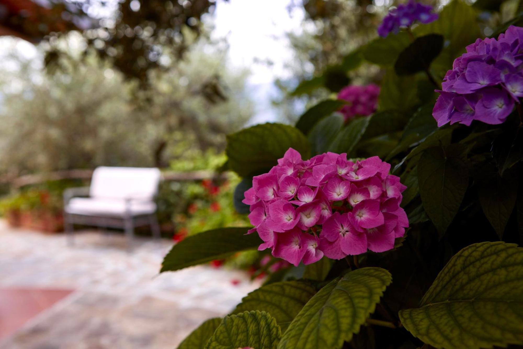 Il Vecchio Frantoio Villa Stella Cilento Buitenkant foto